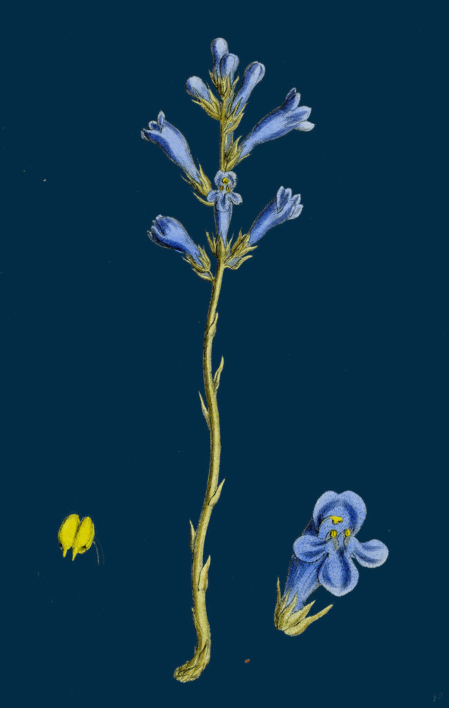 Detail of Orobanche Arenaria; Sand Broom-Rape by Anonymous