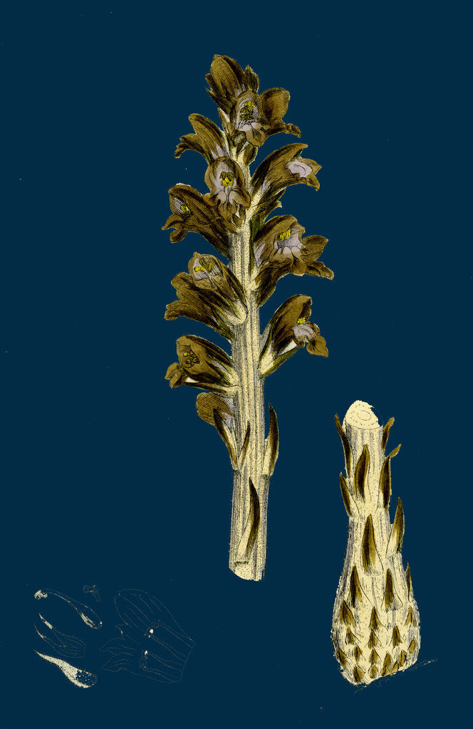 Detail of Orobanche Rapum; Greater Broom-Rape by Anonymous