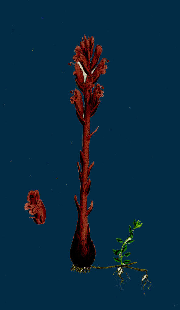 Detail of Orobanche Rubra; Red Broom-Rape by Anonymous