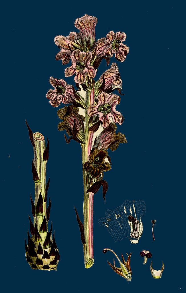 Detail of Orobanche Caryophyllacea; Clove-Scented Broomrape by Anonymous