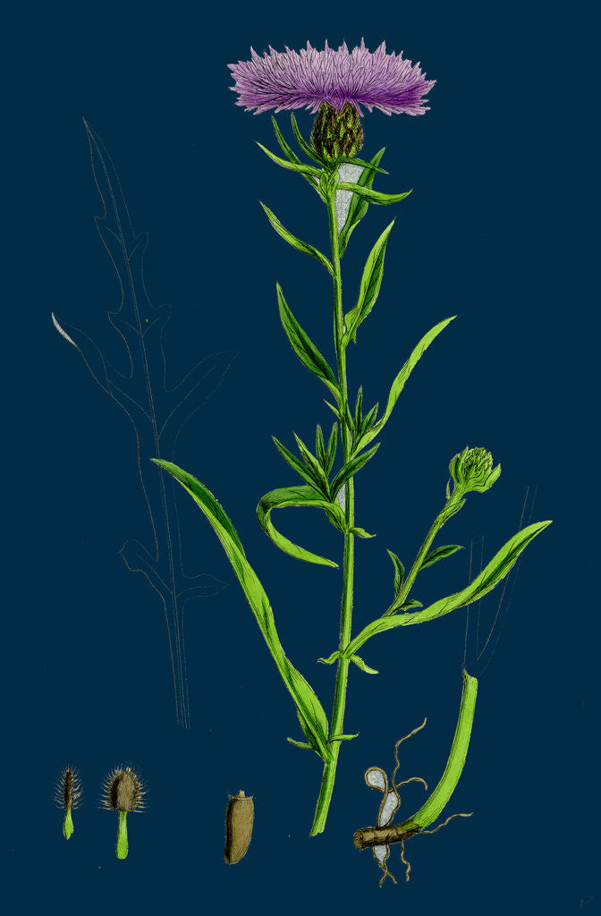 Detail of Centaurea Nigra, Var. Decipiens; Black Knapweed, Var. B. by Anonymous