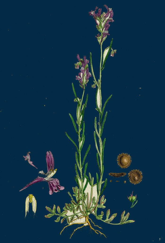 Detail of Linaria Pelisseriana; Jersey Toadflax by Anonymous