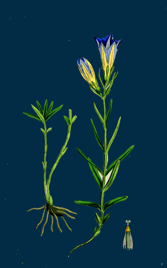 Detail of Gentiana Pneumonanthe; Calathian Violet by Anonymous