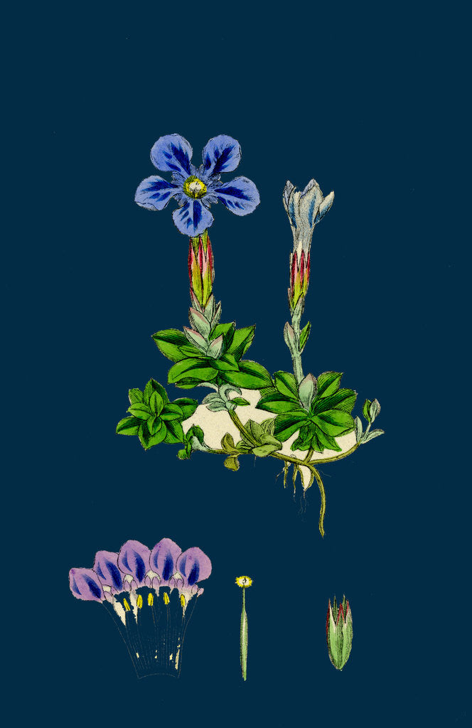Detail of Gentiana Verna; Spring Gentian by Anonymous