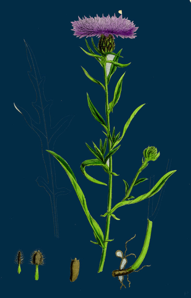 Detail of Centaurea Nigra, Var. Decipiens; Black Knapweed, Var. B. by Anonymous