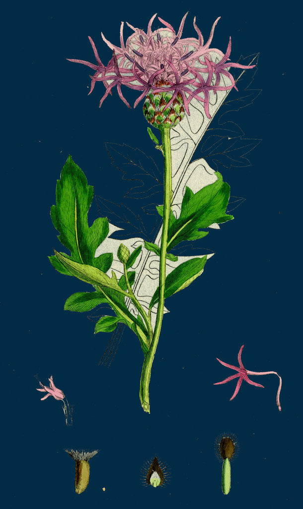 Detail of Centaurea Scabiosa; Greater Knapweed by Anonymous