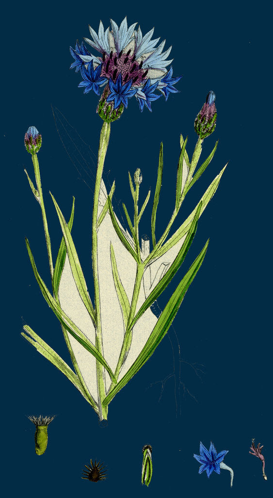 Detail of Centaurea Cyanus; Blue-Bottle by Anonymous