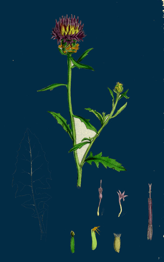 Detail of Centaurea Aspera; Rough Star-Thistle by Anonymous