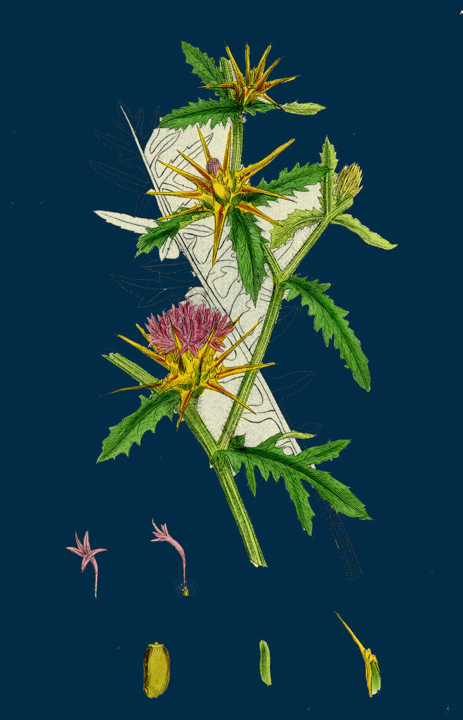 Detail of Centaurea Calcitrapa; Star-Thistle by Anonymous