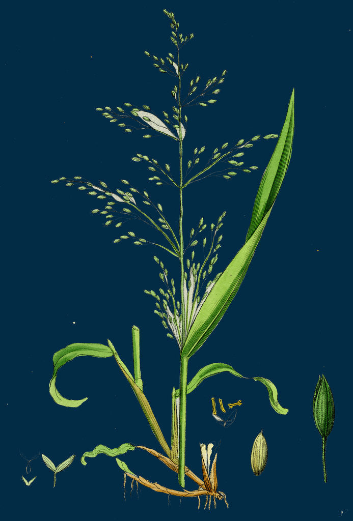 Detail of Milium Effusum; Wood Millet-Grass by Anonymous