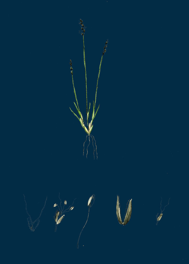 Detail of Chamagrostis Minima; Early Sand-Grass by Anonymous