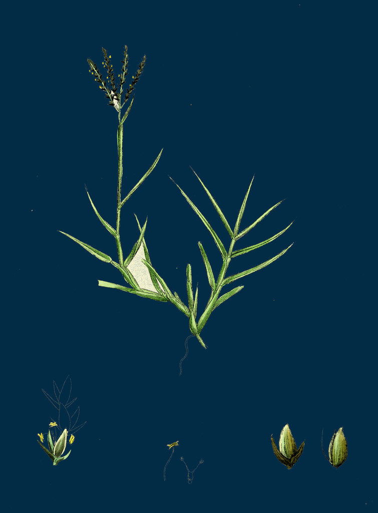 Detail of Cynodon Dactylon; Creeping Dog's-Tooth-Grass by Anonymous