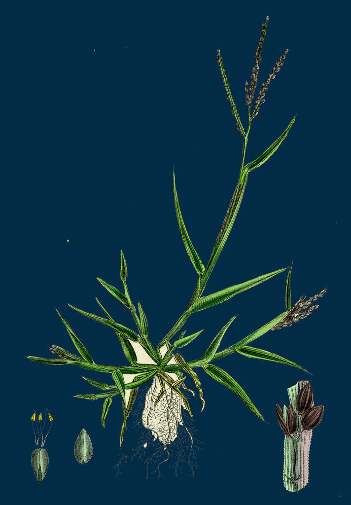 Detail of Digitaria Humifusa; Glabrous Finger-Grass by Anonymous