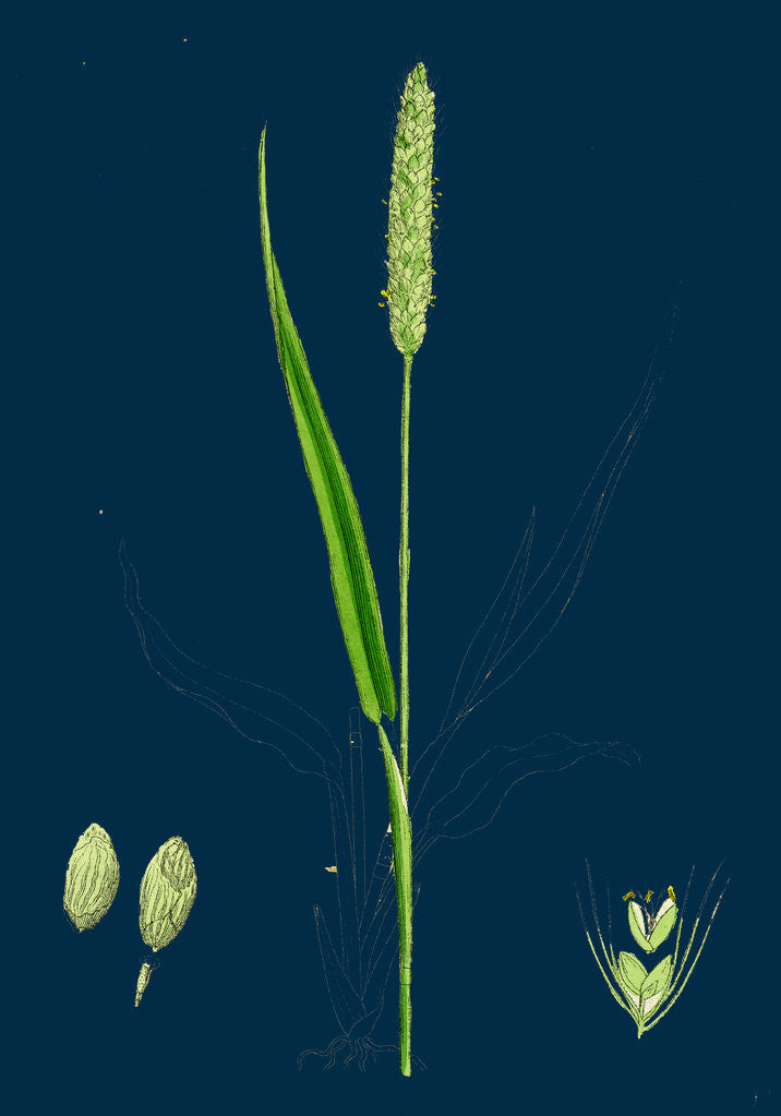 Detail of Setaria Viridis; Green Bristle-Grass by Anonymous