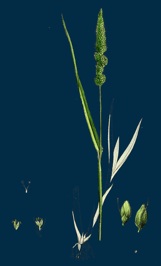 Detail of Setaria Verticillata; Rough Bristle-Grass by Anonymous