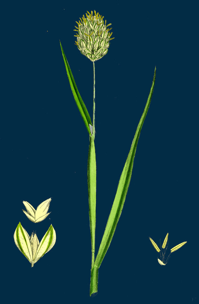 Detail of Phalaris Canariensis; Canary-Grass by Anonymous