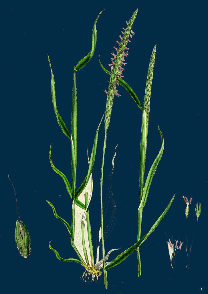 Detail of Alopecurus Agrestis; Slender Fox-Tail-Grass by Anonymous