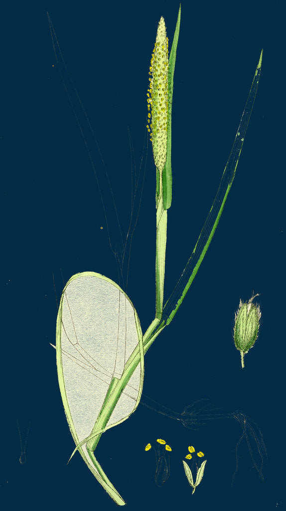 Detail of Alopecurus Fulvus; Orange Anthered Fox-Tail-Grass by Anonymous
