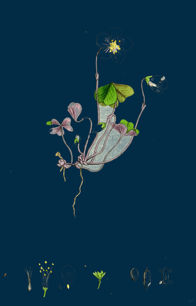 Detail of Oxalis Acetosella; Wood Sorrel by Anonymous