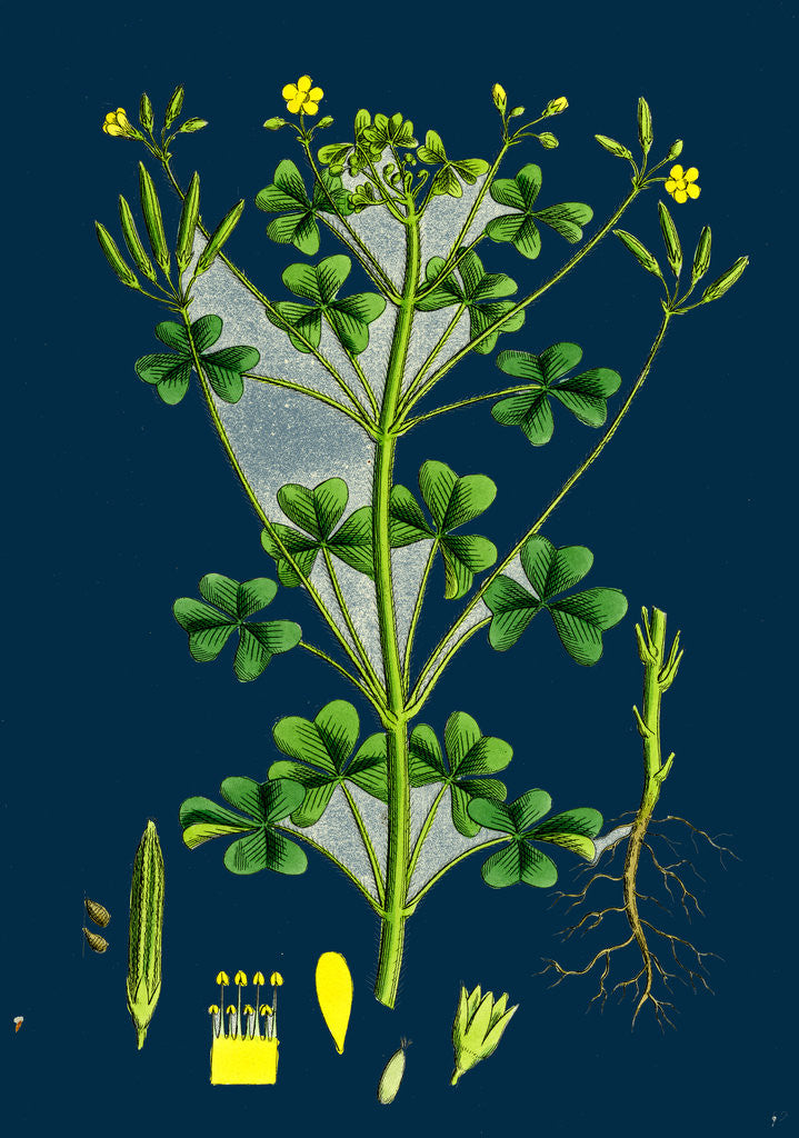 Detail of Oxalis Stricta; Upright Yellow Sorrel by Anonymous