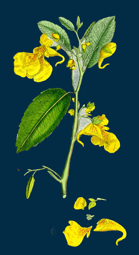 Detail of Impatiens Noli-Me-Tangere; Yellow Balsam by Anonymous