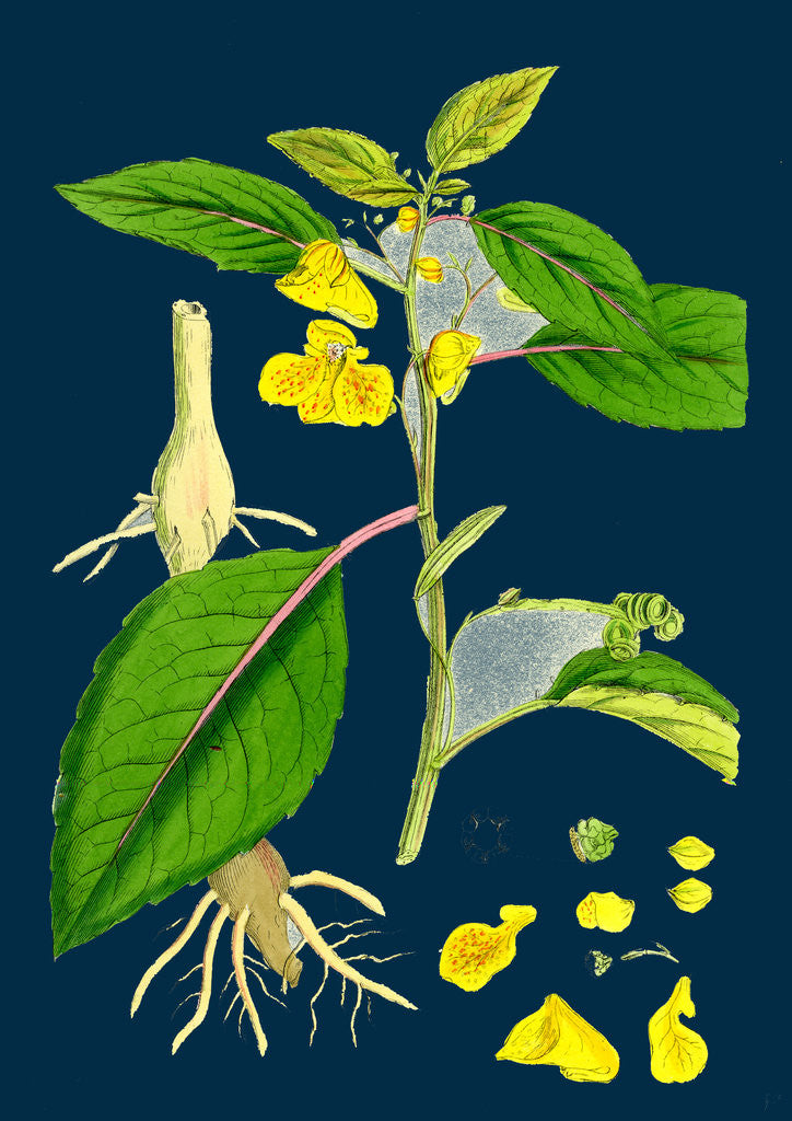Detail of Impatiens Fulva; Orange Balsam by Anonymous