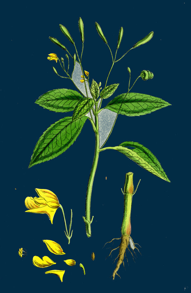 Detail of Impatiens Parviflora; Small Balsam by Anonymous
