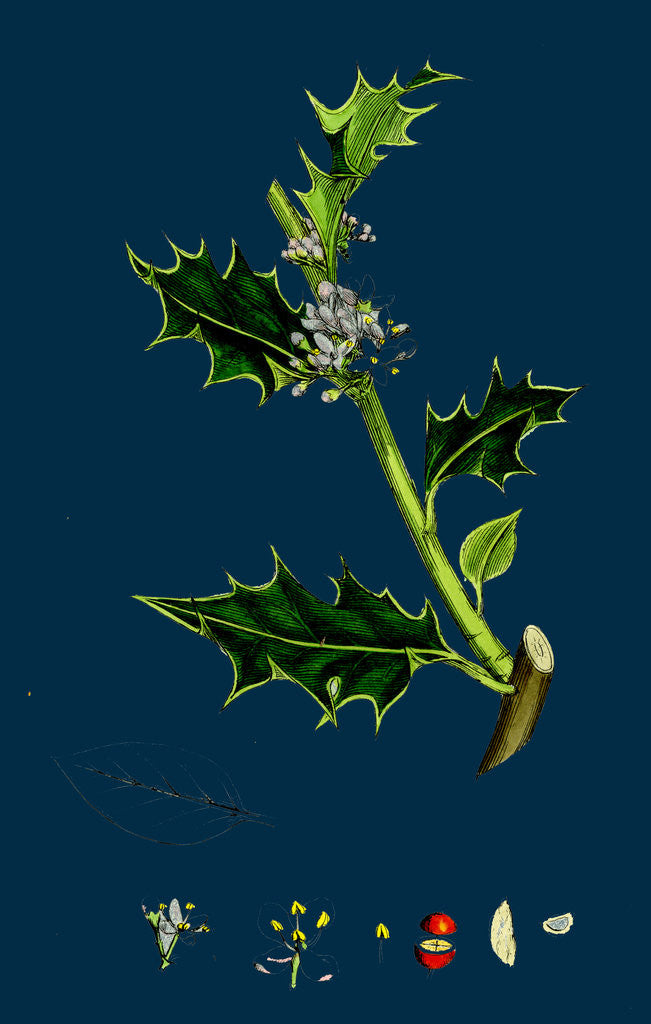 Detail of Ilex Aquifolium; Common Holly by Anonymous