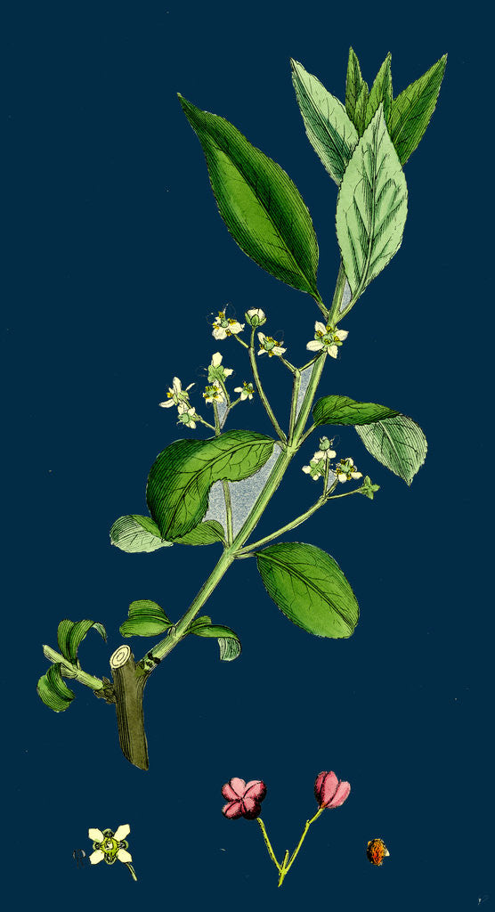 Detail of Euonynius Europeus; Spindle Tree by Anonymous