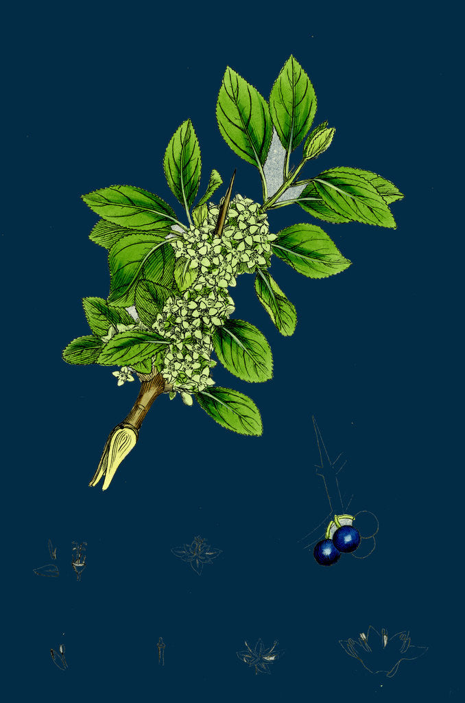 Detail of Rhamnus Catharticus; Purging Buckthorn by Anonymous