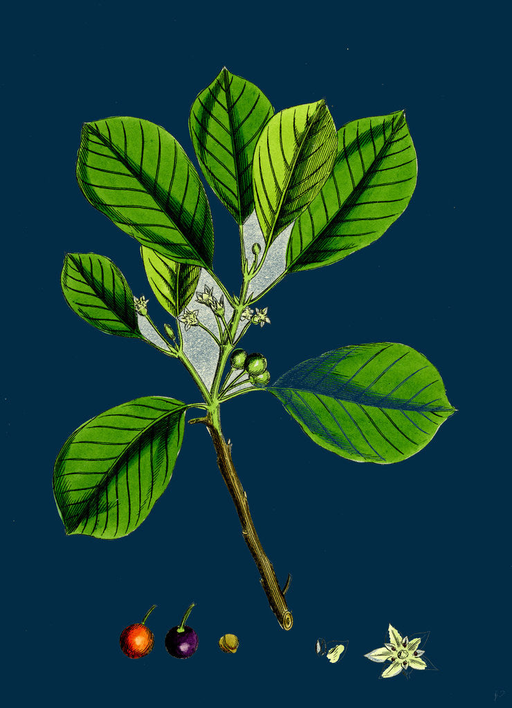 Detail of Rhamnus Frangula; Berry-Bearing Alder by Anonymous