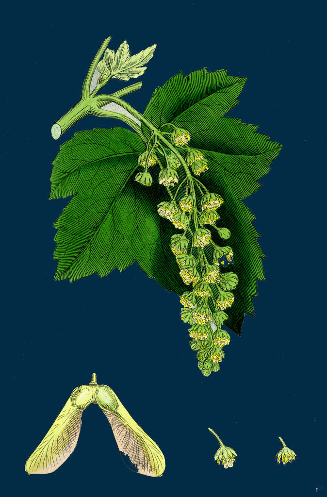 Detail of Acer Pseudo-Platanus; Sycamore by Anonymous