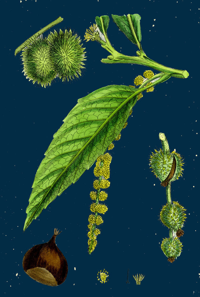 Detail of Castanea Vulgaris; Sweet Chestnut by Anonymous