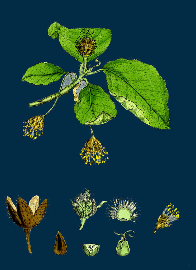 Detail of Fagus Sylvatica; Common Beech by Anonymous