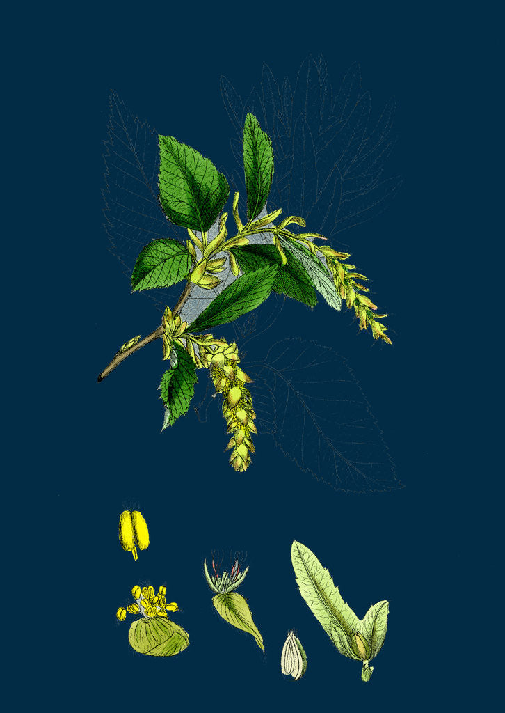 Detail of Carpinus Betulus; Hornbeam by Anonymous