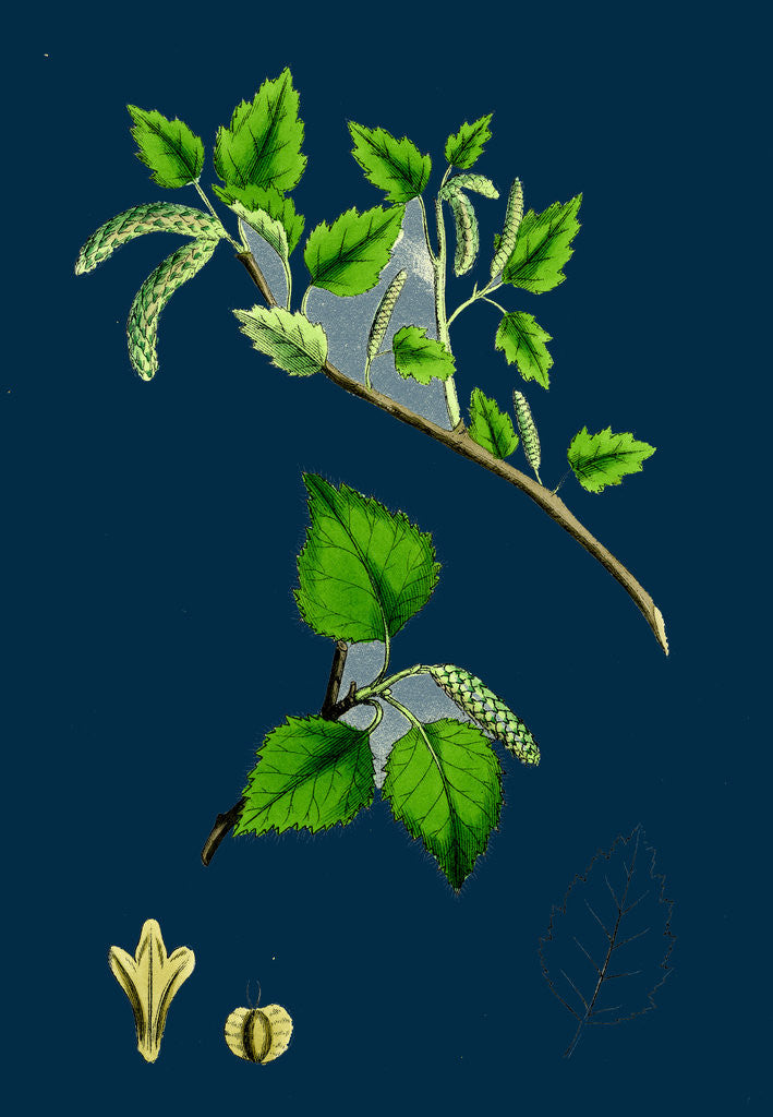 Detail of Betula Glutinosa; Common Birch by Anonymous