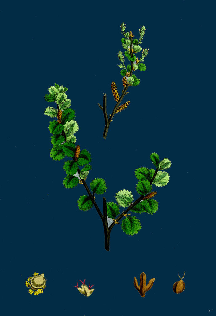 Detail of Betula Nana; Dwarf Birch by Anonymous