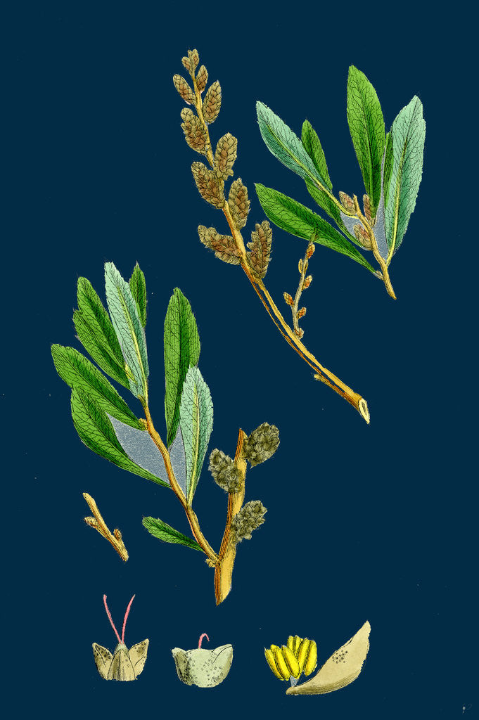 Detail of Myrica Gale; Bog-Myrtle by Anonymous