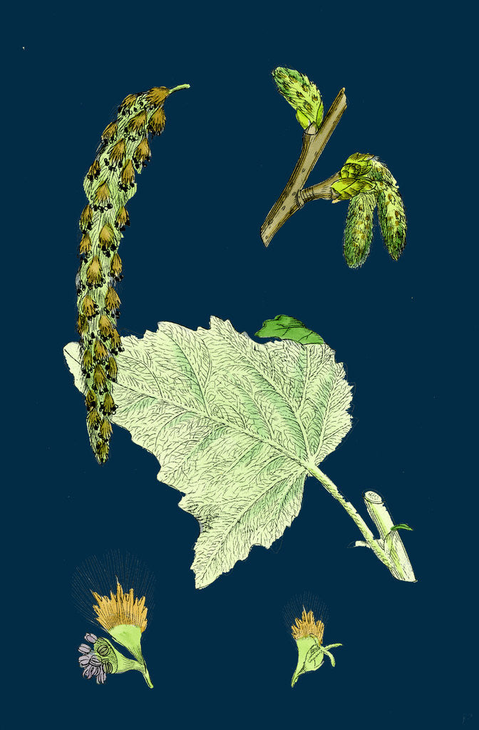 Detail of Populus Eu-Alba; White Poplar by Anonymous