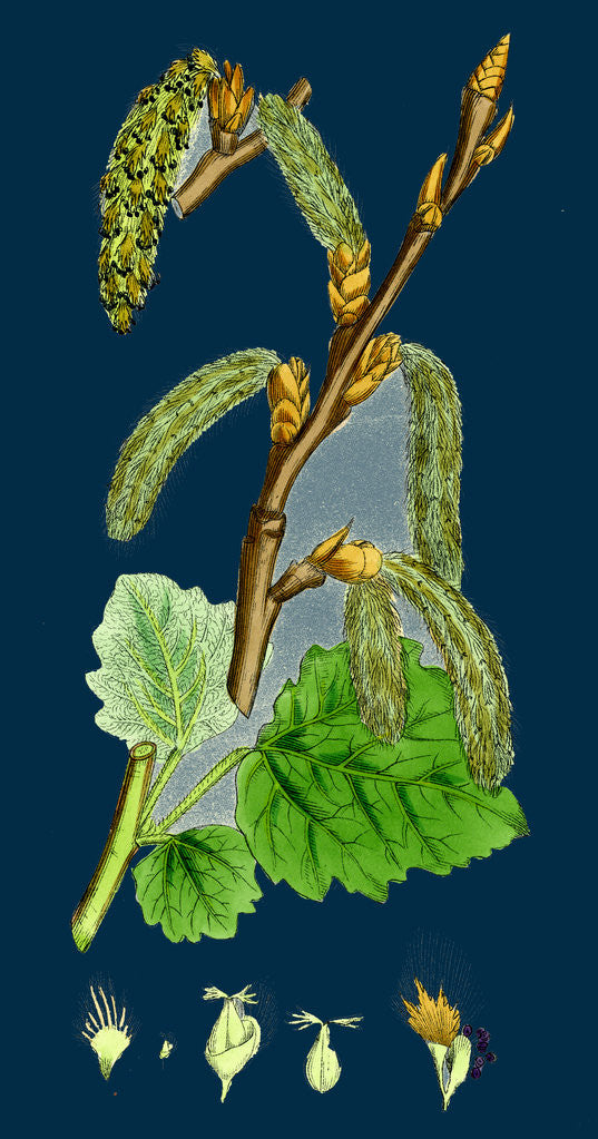 Detail of Populus Canescens; Gray Poplar by Anonymous