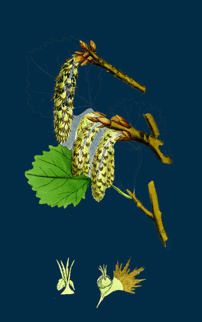 Detail of Populus Tremula; Aspen by Anonymous