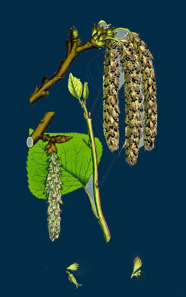 Detail of Populus Nigra; Black Poplar by Anonymous