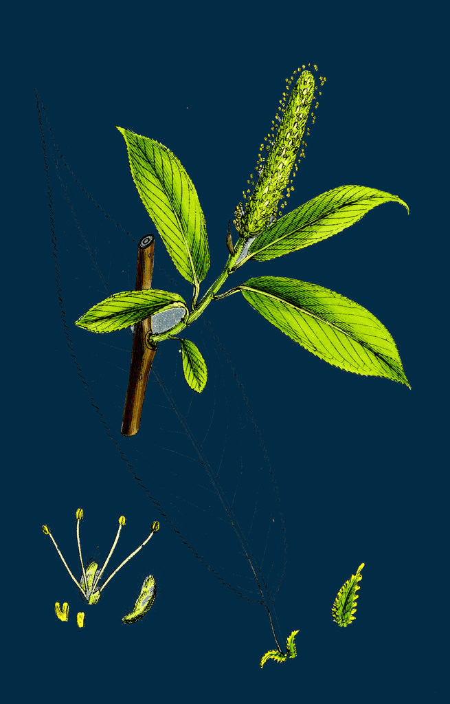 Detail of Salix Cuspidata, Mas; Pointed-Leaved Willow, Male by Anonymous