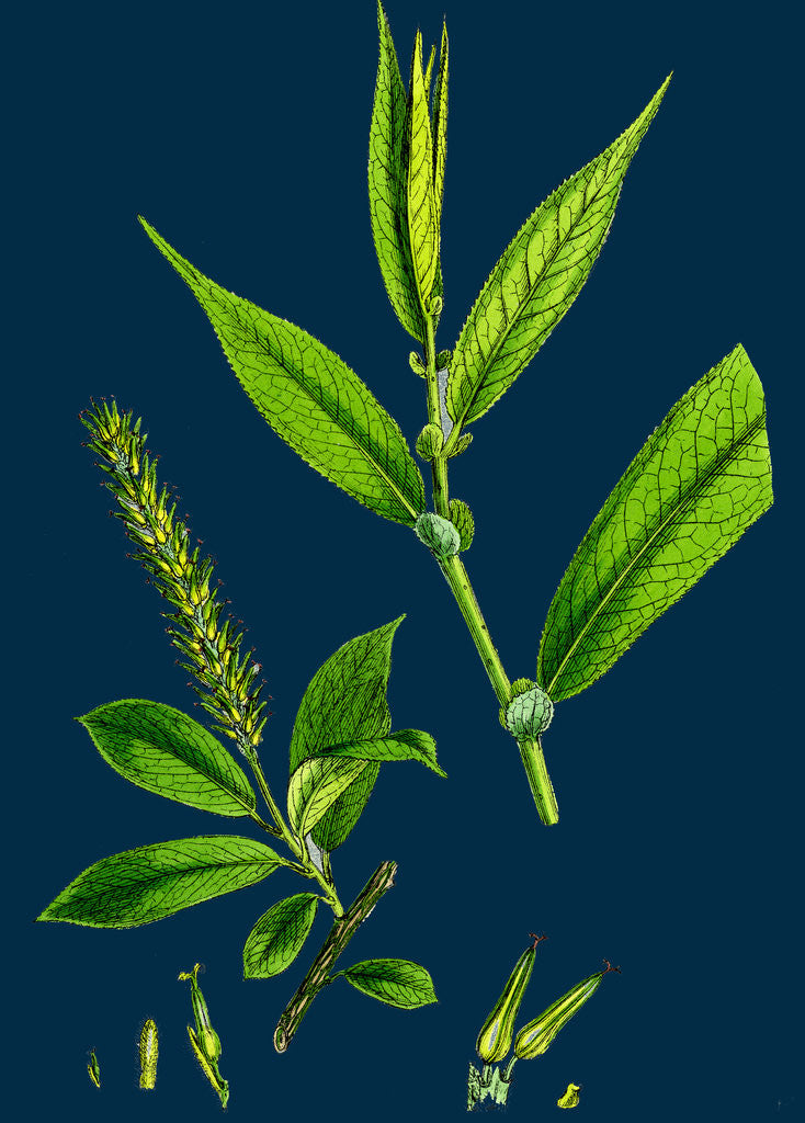 Detail of Salix Cuspidata, Foemina; Pointed-Leaved Willow, Female by Anonymous