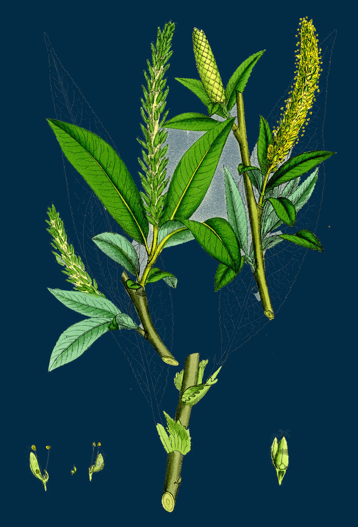 Detail of Salix Fragilis, Var. Genuina; Crack Willow by Anonymous