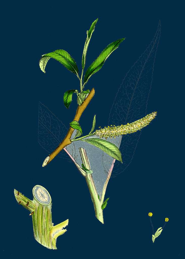 Detail of Salix Fragilis, Var. Decipiens; White Welsh Willow by Anonymous