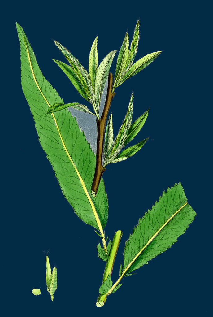 Detail of Salix Viridis; Bedford Willow by Anonymous
