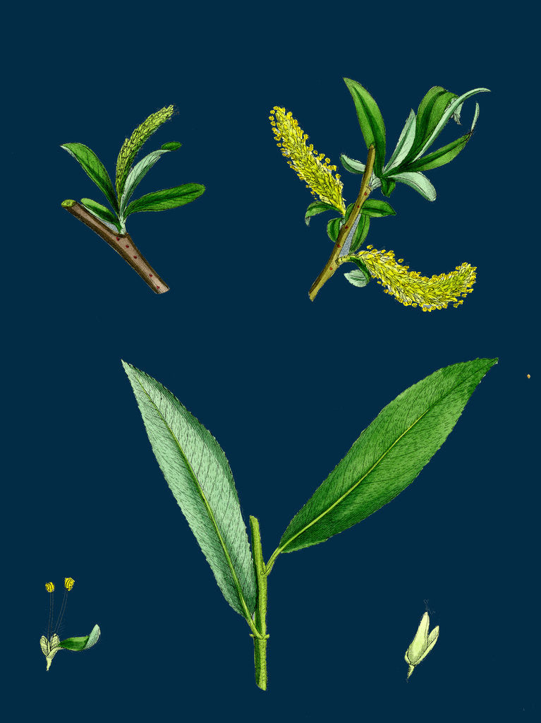 Detail of Salix Alba, Var. Genuina; White Willow by Anonymous