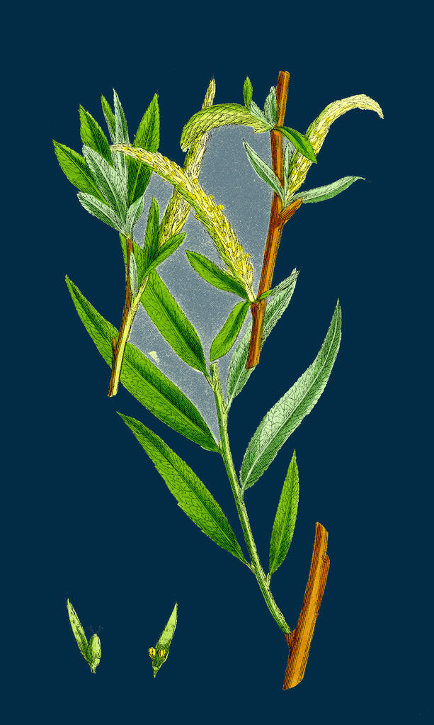 Detail of Salix Alba, Var. Vitellina; Golden Willow by Anonymous