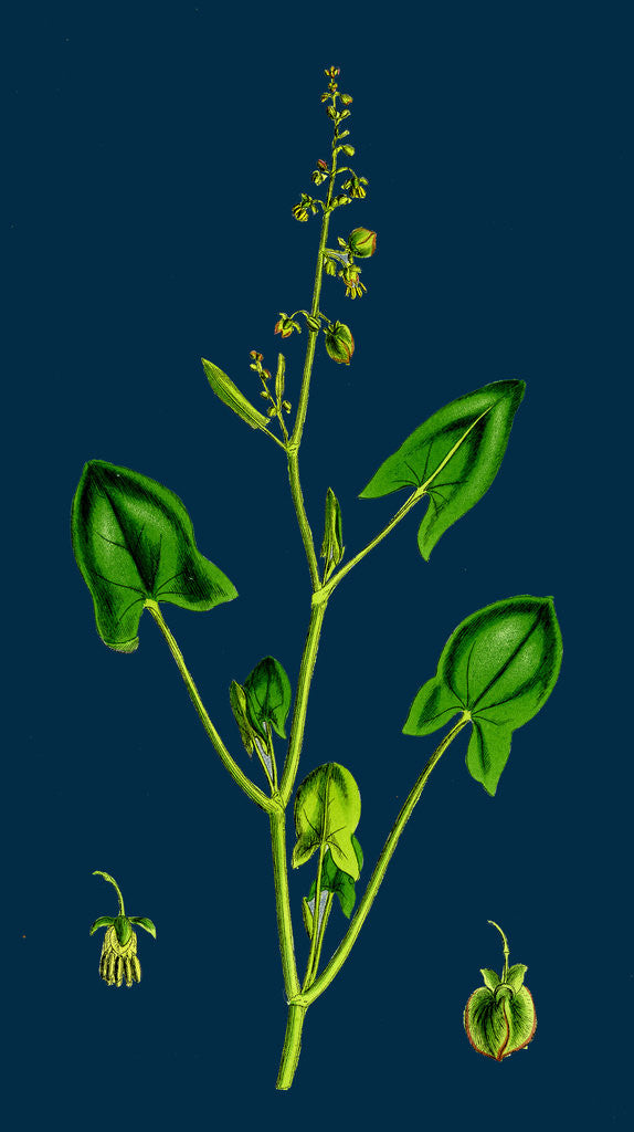 Detail of Rumex Scutatus; French Sorrel by Anonymous